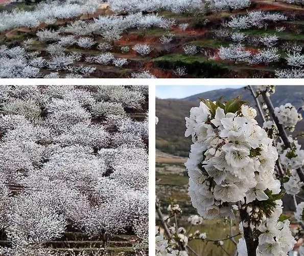 Rurales La Vera חראנדייה דה לה ורה